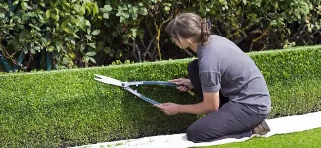 curso de jardinero gratis