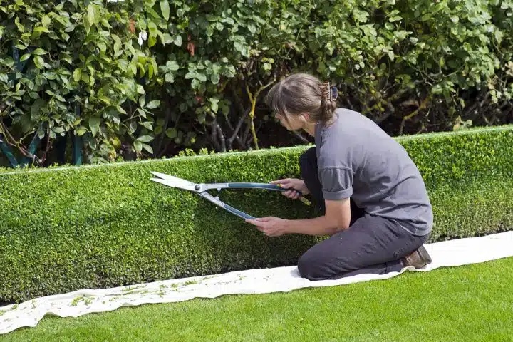 curso de jardinero gratis
